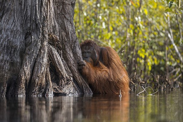  ,     National Geographic Nature Photographer 2017. ... - 4