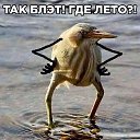 ���� ����������, ������-������, 54 ���� - ��������� 9 ���� 2017 � ������ ������ ��������