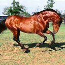 ���� ������, �����������, 75 ��� - ��������� 20 ���� 2017 � ������ ����Ȼ