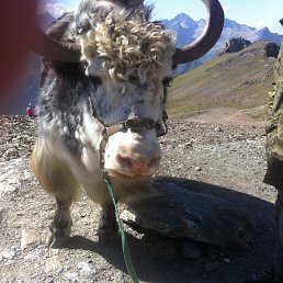 Uriko�����, �����������