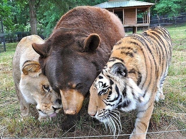     )))