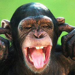 ���� ���������, �����, 84 ���� - ��������� 12 ������� 2017