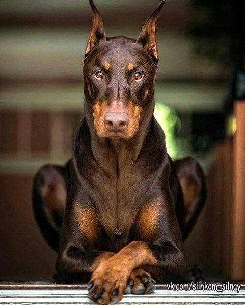 Не пытайтесь тревожить мою нервную систему. Система есть, а вот нервов уже нет!