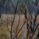 ���� ��������, ������������, 62 ���� - ��������� 4 ������ 2017 � ������ ������ ��������