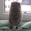 ���� ����� ����, ���� - ��������� 8 �������� 2017 � ������ ���� ����������