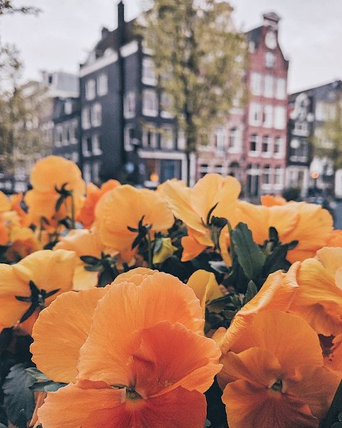 Netherlands - 8