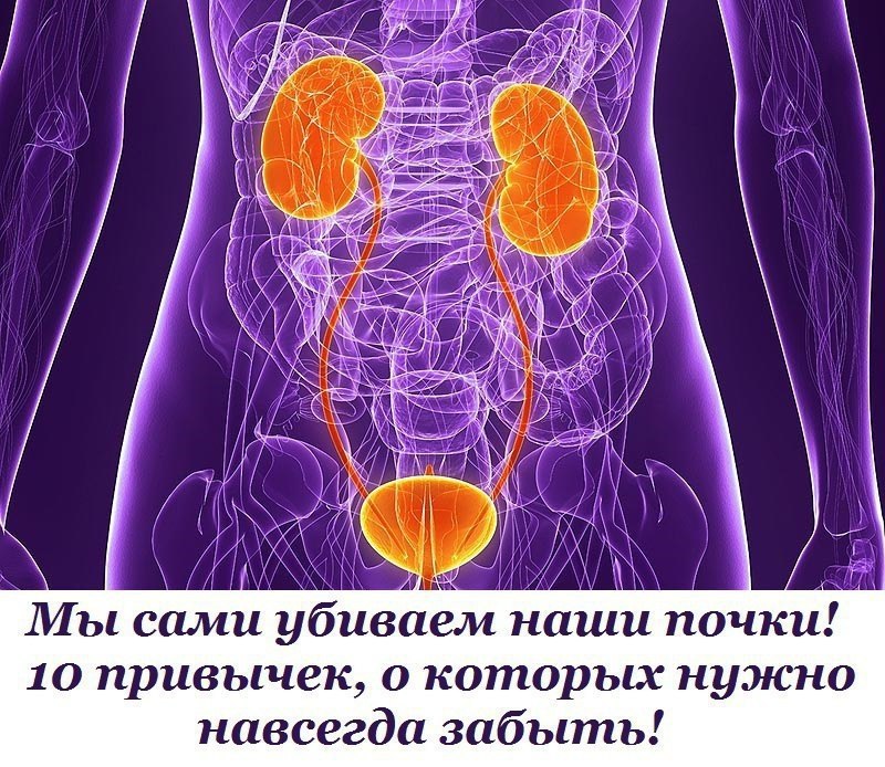 Мы сами убиваем наши почки! 10 привычек, о которых нужно навсегда забыть! Почки —это парный орган, ...
