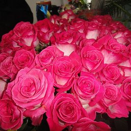 ���� �����, ������ - ��������� 8 ������� 2017