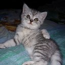 ���� ����, �������, 57 ��� - ��������� 12 ��� 2017 � ������ ������ ��������