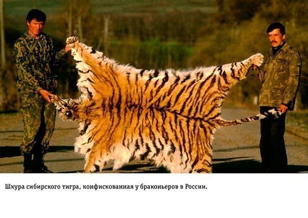 На грани апокалипсиса Влияние человеческой деятельности на Землю - 7
