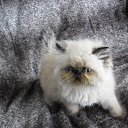  Renata, , 49  -  18  2017    