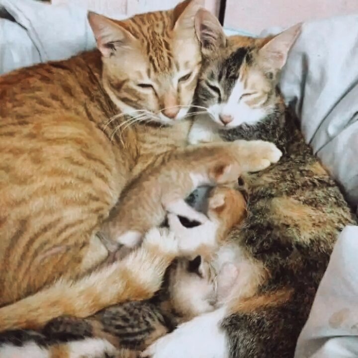 -,       -   ,   ... - 5