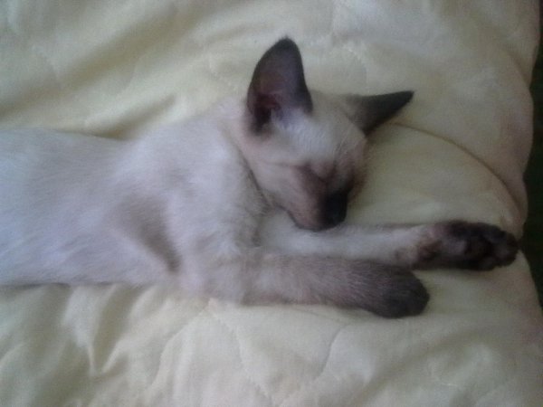 #Безкота_добро.Мои чудесные девочки найденыши Василиса и Алиса . Первой была найдена Алиса(сиамская) ... - 2
