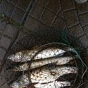 ���� ������, ������, 54 ���� - ��������� 6 ������� 2017 � ������ ���� ����������