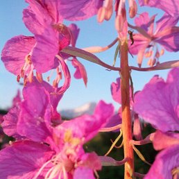 ���� �������, �������������-����������, 27 ��� - ��������� 8 ������� 2017