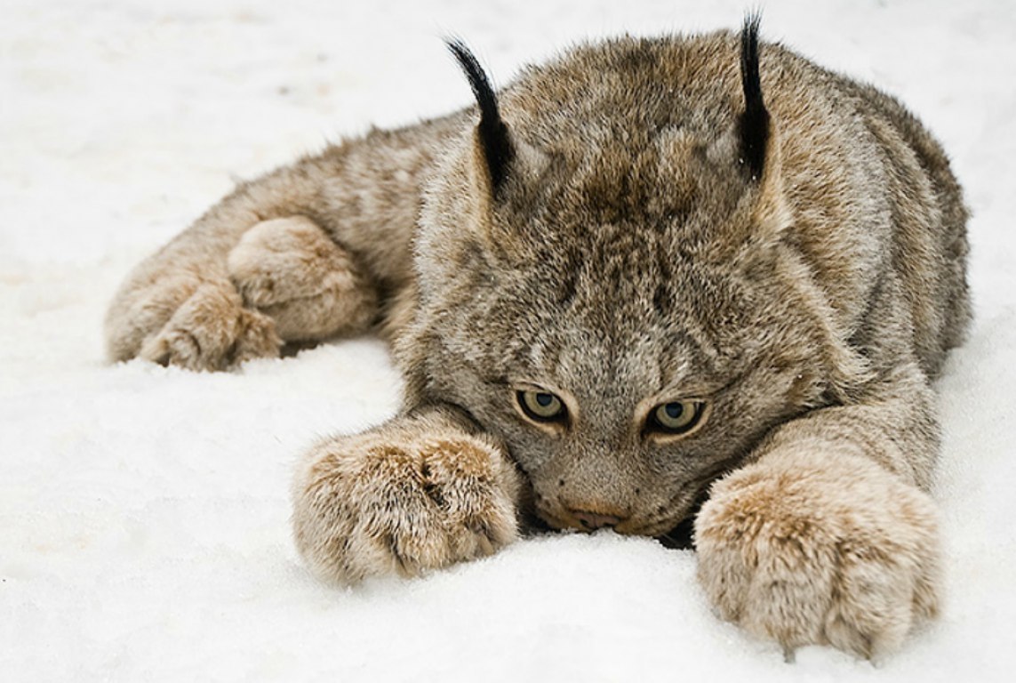  :3 - 3