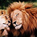 ���� Bear, ���������, 32 ���� - ��������� 10 ������� 2017