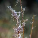 ���� ��������, ������������, 62 ���� - ��������� 4 ������ 2017 � ������ ������ ��������