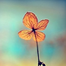 �������, ������, 75 ���