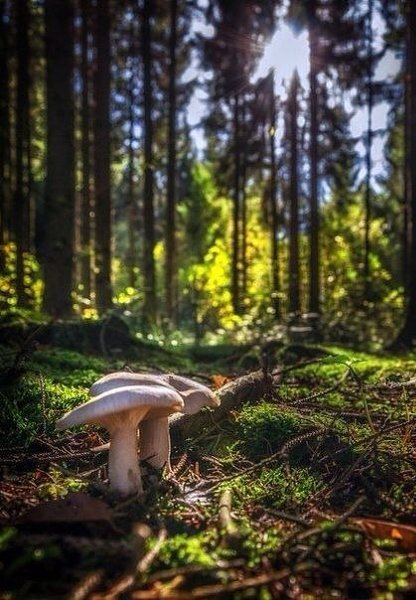 Мир — это книга, и те, кто не путешествуют, читали только одну ее страницу. Cвятой Августин - 2