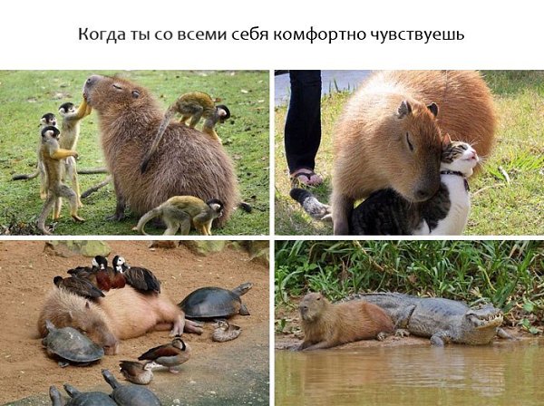 9 счастливых животных, с которых нужно начинать свой день. - 5