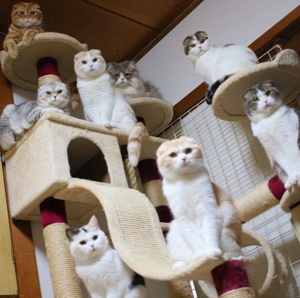 Один из отличительных признаков хороших фотокарточек: они напичканы котами