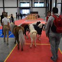 ���� ��������, �����-���������, 51 ��� - ��������� 10 �������� 2017 � ������ ������-������������� ������ �������� ���������� 27.08.2017�