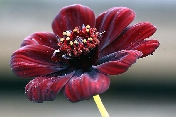 Cosmos atrosanguineus( )  ,  ,  