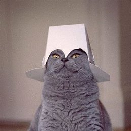 ��������, �����������