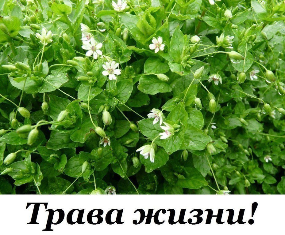Мокрица Омолаживает, улучшает кровь память зрение и в целом весь организм! мокрица – это истинная ...