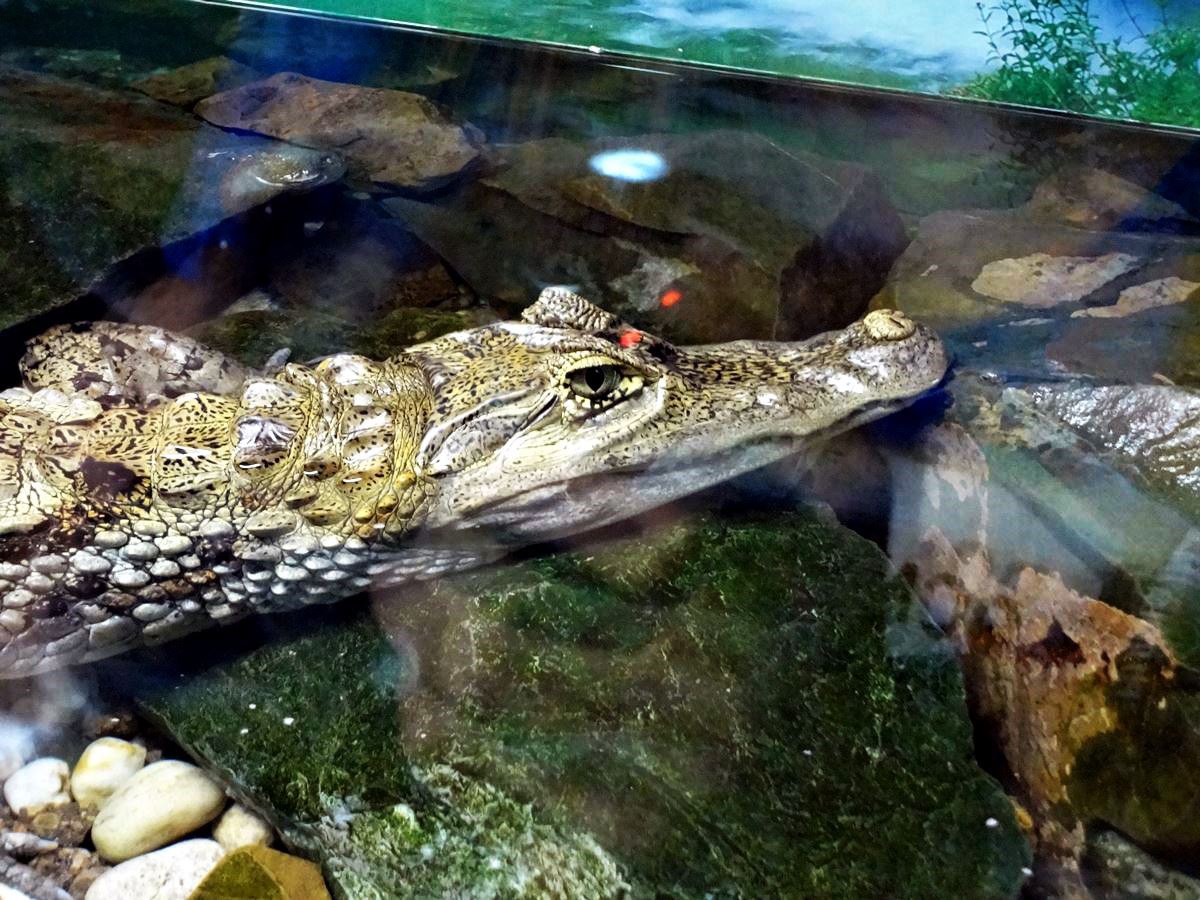     .1.  ,      ... - 10