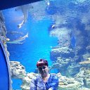 ���� �������, �����������, 44 ���� - ��������� 8 ���� 2017 � ������ ���������� ������