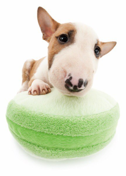 Сможете ли вы устоять перед круглыми влажными глазами и большими дружелюбными мордочками кошечек и ...