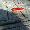 ���� Alexandr, ������� - ��������� 25 �������� 2017 � ������ ���� ����������