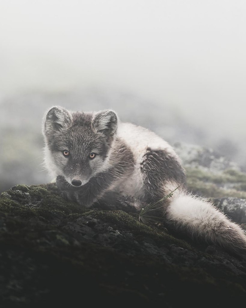 Animals of Iceland - 9