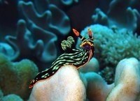 Морские слизни, доказывающие, что инопланетяне живут среди нас!!!! - 6