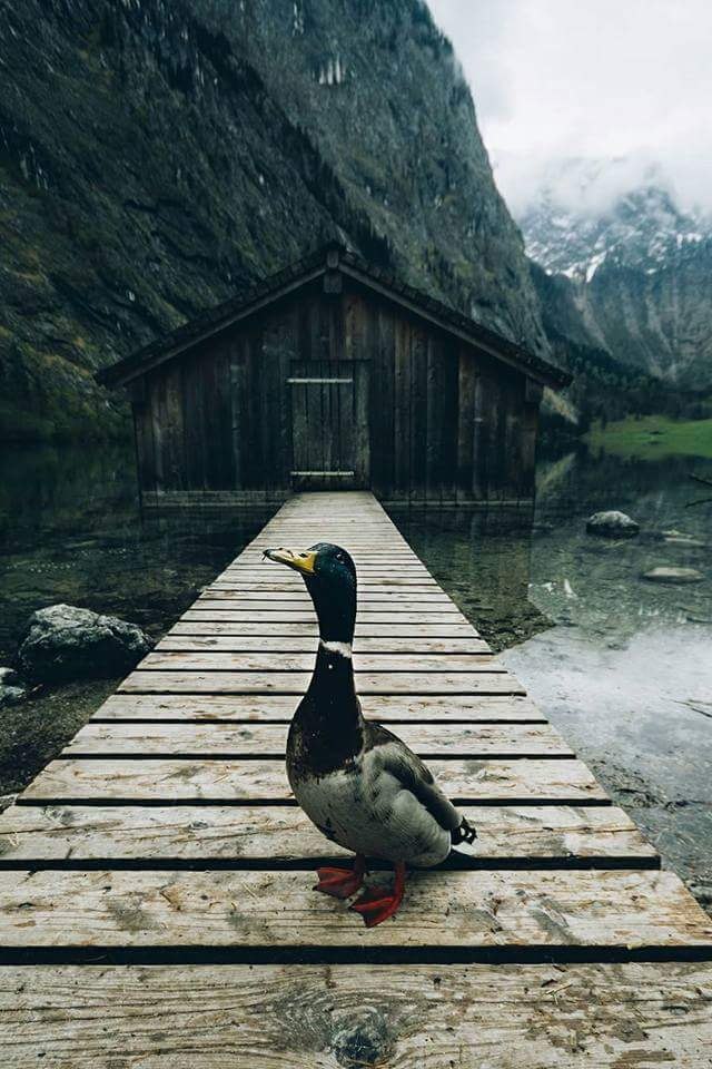   )