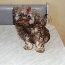 ���� �������, ������ - ��������� 3 ���� 2017 � ������ ���� ����������