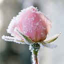 ���� ˸��, ����������� - ��������� 24 ���� 2017 � ������ �������