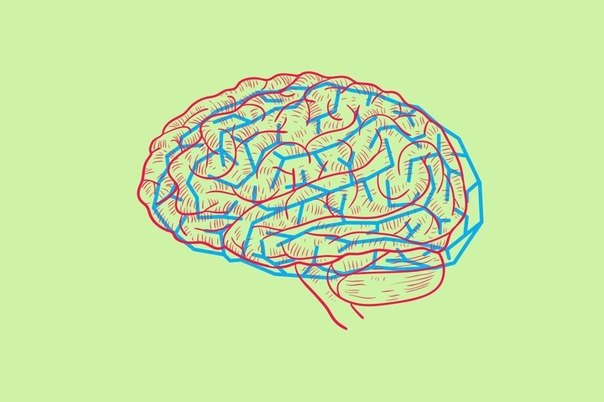 Биологический прайм-тайм: как обхитрить мозг или хотя бы научиться прокрастинировать с ...