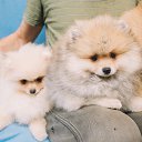 ���� �������, ���������, 59 ��� - ��������� 12 ������ 2017 � ������ �� � ��������