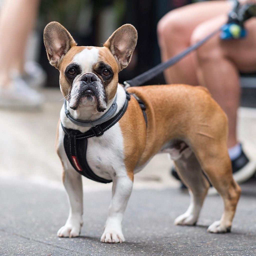 Собаки - 12 сентября 2017 в 22:22