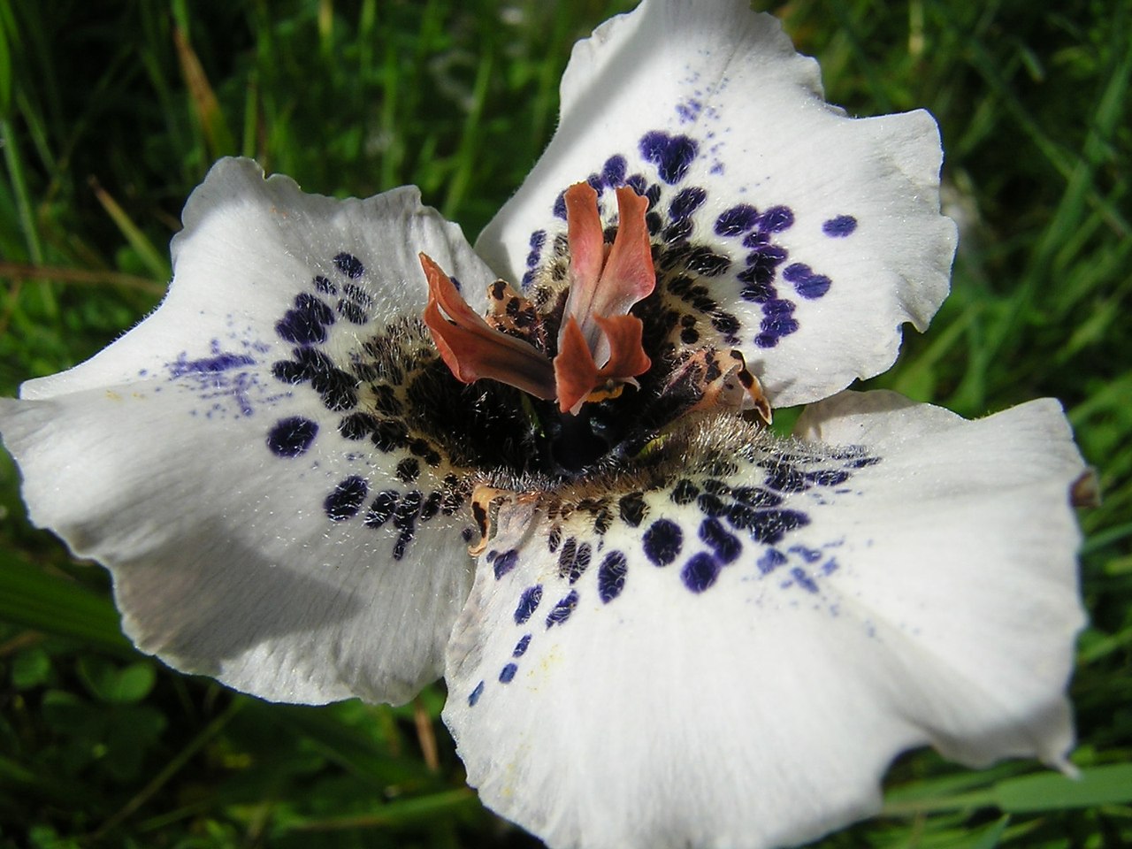 Moraea atropunctata.