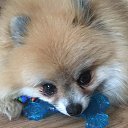 ���� ��������, �������, 55 ��� - ��������� 18 ��� 2017 � ������ ���� ����������