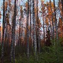  , -, 49  -  16  2017    