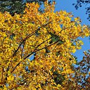  , , 60  -  16  2017        ,,14.10.17.