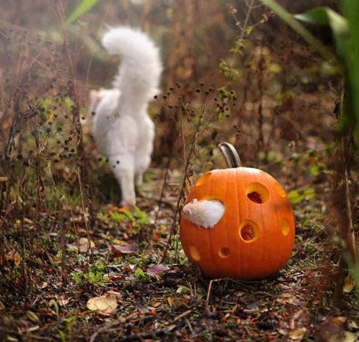 CATS OF ALL - 27 ���� 2017 � 01:39