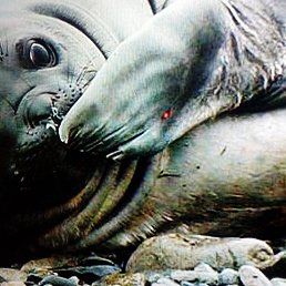 �����, �����-���������, 58 ���