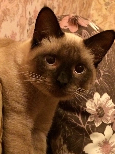 #Безкота_добро.А вот и наш найдёныш: Хавьер (Хавчик). Убежал сам от прежних хозяев, или его ... - 2