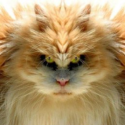 Andru, �����, 40 ���